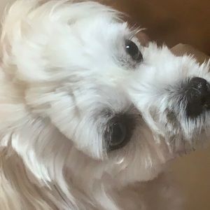 Meet your Posher, Destiny